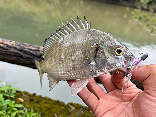 ミナミクロダイの釣果