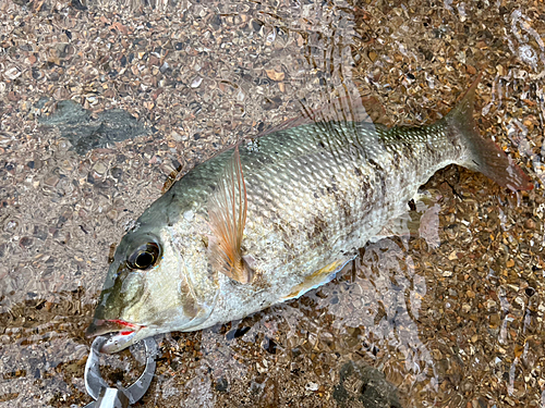 タテシマフエフキの釣果