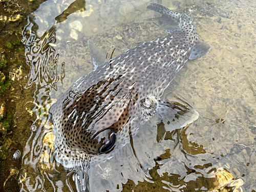 ハリセンボンの釣果