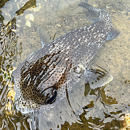 ハリセンボン