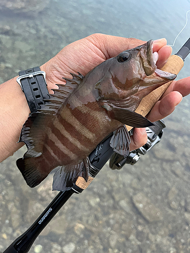 ヤミハタの釣果