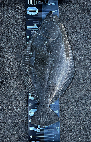 ヒラメの釣果