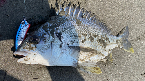 キビレの釣果