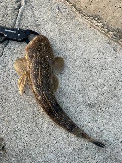 コチの釣果
