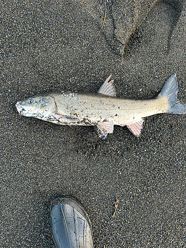 ウグイの釣果