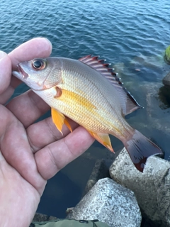 オキフエダイの釣果