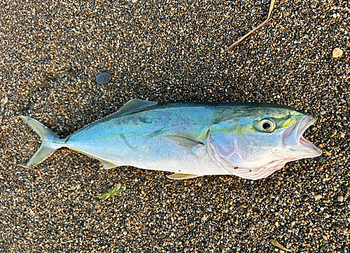 ワカシの釣果