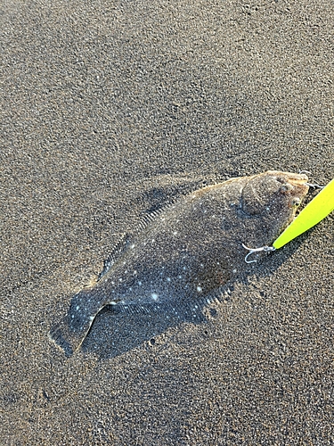 ソゲの釣果