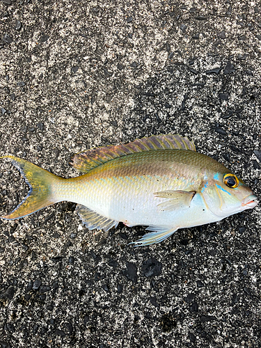 ヒトスジタマガシラの釣果