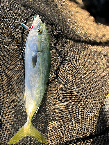 ハマチの釣果