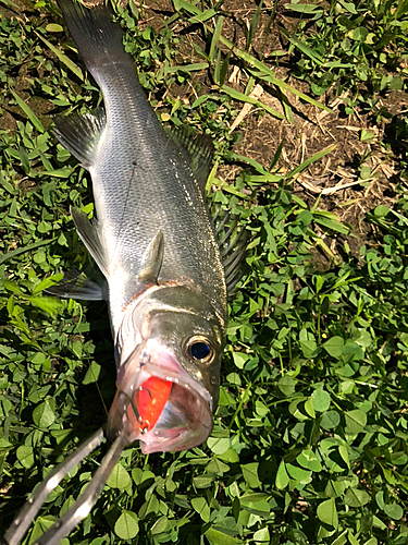 セイゴ（マルスズキ）の釣果