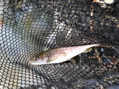 イワナの釣果