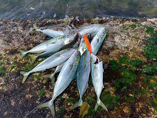 イナダの釣果