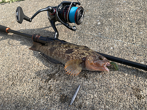 アイナメの釣果