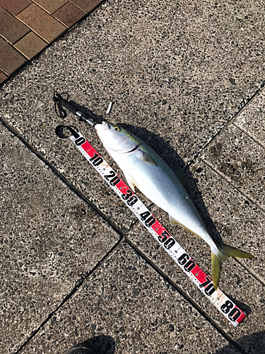 ヤズの釣果