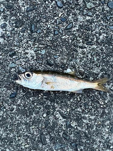 クロムツの釣果