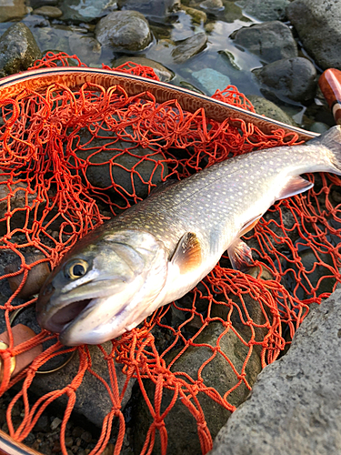 アメマスの釣果