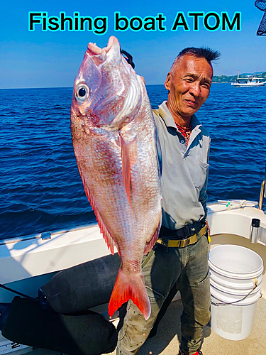 マダイの釣果