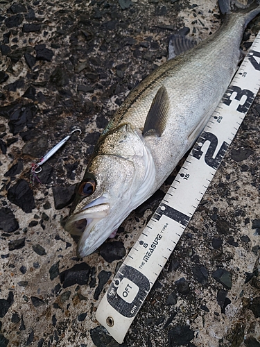 フッコ（マルスズキ）の釣果