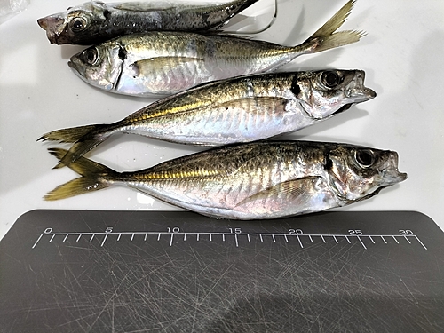 アジの釣果