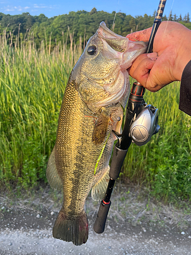 ブラックバスの釣果