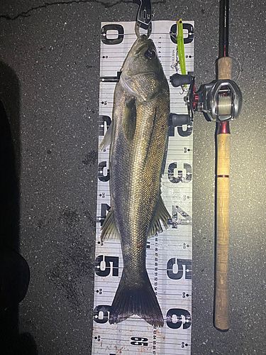 シーバスの釣果