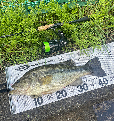 ラージマウスバスの釣果