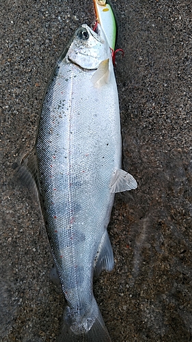 アマゴの釣果