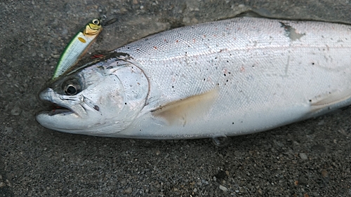 アマゴの釣果