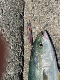 ツバスの釣果