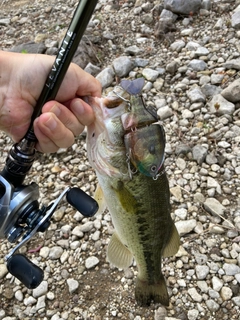 ラージマウスバスの釣果