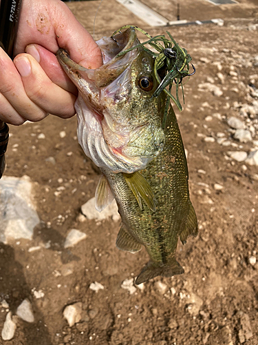 ラージマウスバスの釣果