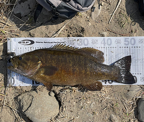 スモールマウスバスの釣果