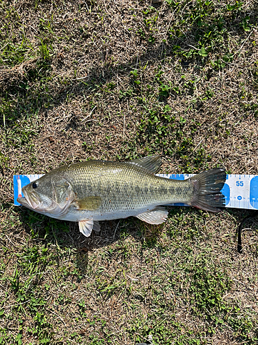 ブラックバスの釣果