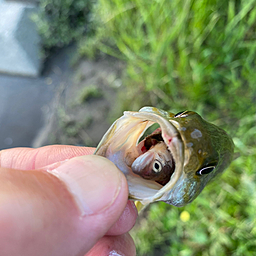 スモールマウスバス