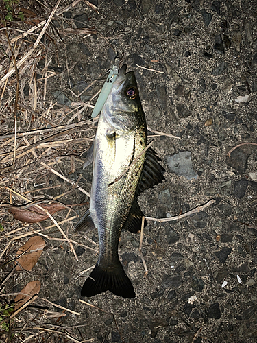 セイゴ（マルスズキ）の釣果