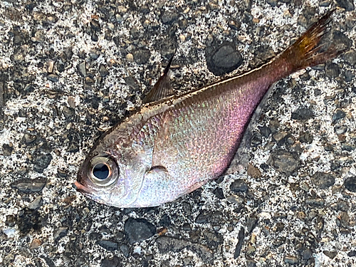 ミナミハタンポの釣果