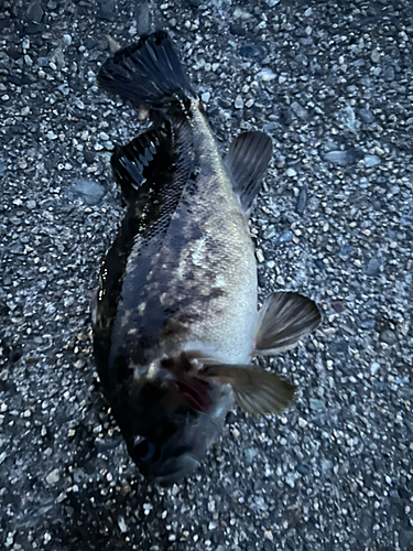 クロソイの釣果