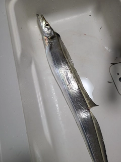 タチウオの釣果