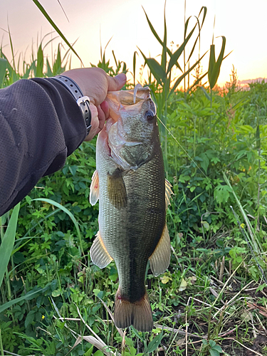 ラージマウスバスの釣果