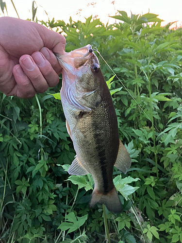 ラージマウスバスの釣果