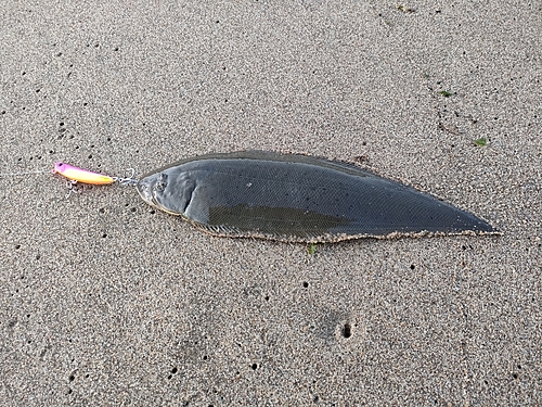 シタビラメの釣果