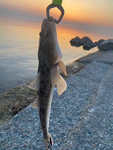 マゴチの釣果