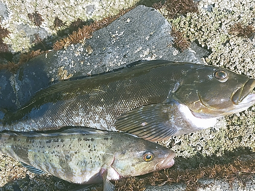 アブラコの釣果