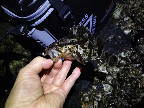 タケノコメバルの釣果