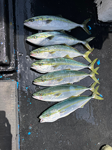 ハマチの釣果