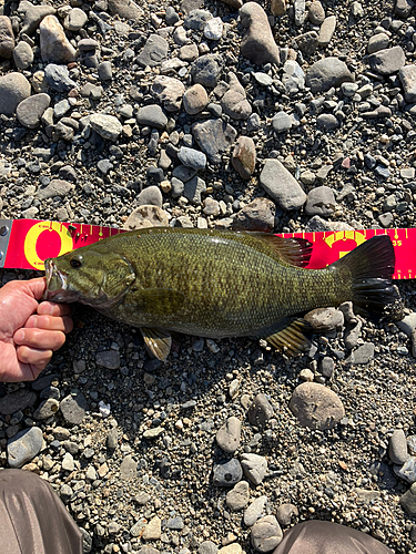 スモールマウスバスの釣果