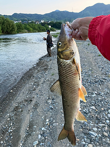 ニゴイの釣果