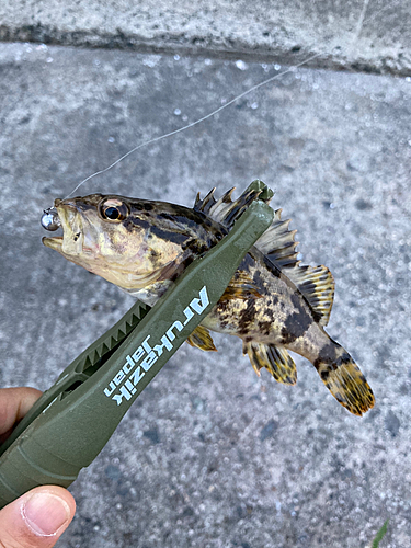 タケノコメバルの釣果