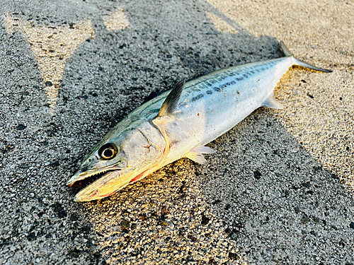 サゴシの釣果